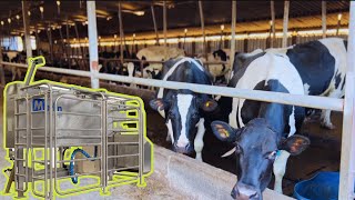 Tour of a Scottish Robot Dairy Farm [upl. by Leirad]