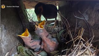 Common myna Birds Feed the baby in the nest well  18 [upl. by Otis]