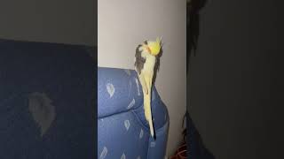 Chittu sleeping video cockatiel bird sleeping video [upl. by Vizza]