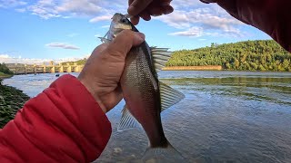 Tantos Robalos juntos oO Pesca de margem em LRF [upl. by Fanechka]