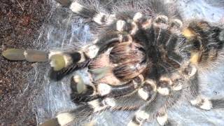 Acanthoscurria geniculata vedlés [upl. by Molli996]