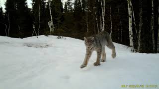 Vidéo Lynx du Canada Martre dAmérique et Lièvre dAmérique en hiver en milieu naturel [upl. by Noe]