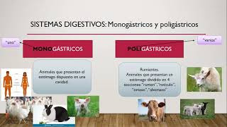 Sistema digestivo de monogástricos y poligástricos Introducción [upl. by Annoirb932]