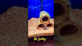 Fire Eel feeding strikingtrendingsongtamilviralvideoyoutubeyoutubeshortsshortsshorteelfish [upl. by Awahsoj]