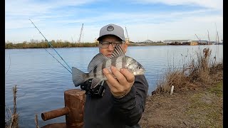 Bankfishing for BLACK DRUM  fishing the Intracoastal [upl. by Wixted389]