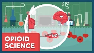 The Science of Opioids [upl. by Nrobyalc]