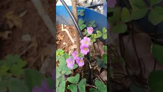 Trikhada Oxalis Latifolia Broadeaf pink wood sorrel terracegarden hobby happy youtubeshorts [upl. by Albert235]