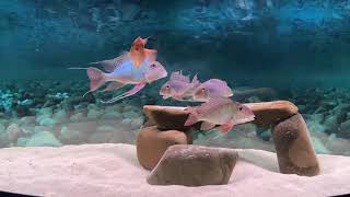 Geophagus surinamensis tank [upl. by Stuckey604]