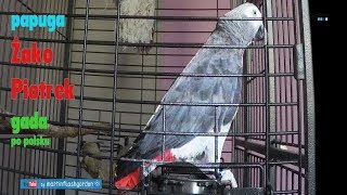 Papuga Żako Piotrek mówi po polsku  Gray Parrot speaks [upl. by Ettezoj]