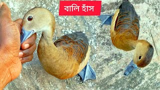 বালি হাঁসের খাবার। সাথে প্রশ্নের উত্তর। bali haser kabar। bali has [upl. by Trefor]