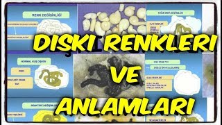 MUHABBET KUŞU DIŞKI RENKLERİ VE ANLAMLARI NELERDİR [upl. by Siurtemed338]