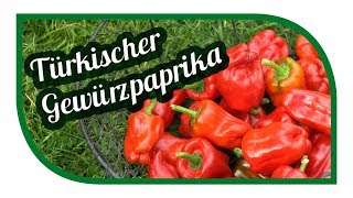 Paprika erfolgreich anbauen 🌶 Gewürzpaprika pflanzen 🌶 Türkischer Gewürzpaprika [upl. by Parhe846]