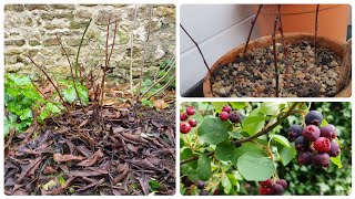 Saskatoon Berries  planting and propagation [upl. by Ahsiyt25]