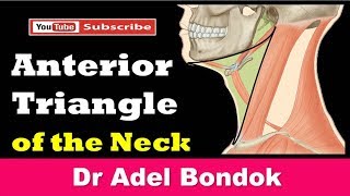 Anterior Triangle of the Neck Dr Adel Bondok [upl. by Recha]