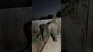 A Nighttime Livestream with Baby Elephant Phabeni at the Orphanage [upl. by Skerl]