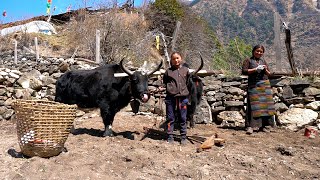 Tibetan Village Life high in the Himalayas Life in the mountains [upl. by Petey]