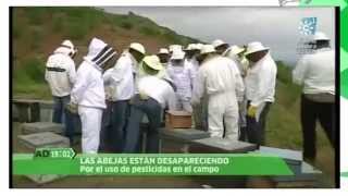 Curso apicultura y Entrevista TV Abejas y pesticidas neonicotinoides [upl. by Ona]