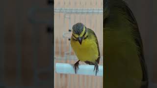 yellowfronted canary Crithagra mozambica singing for training S1E2 Pet ON [upl. by Virgilia162]