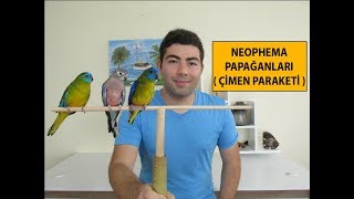 Neophema Papağanı  Çimen Paraketi Bakımı [upl. by Anohr]