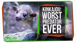 Meet the Worlds Worst Carnivore the Kinkajou [upl. by Annavaj]