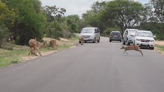 Gazelle runs towards a Pride of Lions [upl. by Oderf]