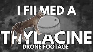 Tasmanian Tiger Thylacine filmed in 2023 on the mainland 1080p [upl. by Ardnuyek]