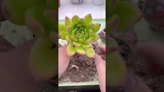 Replant succulents shortvideo succulent houseplant nature indoorplants garden [upl. by Adamski]