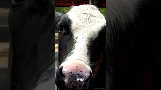 Why do cows have four stomachs [upl. by Yllib]