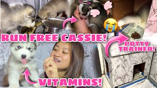 How To Potty Train  Goodbye Cassie  First Time Eating  Puppy Update  Husky Pack TV [upl. by Ecnarrot315]