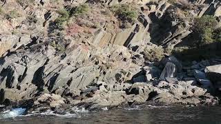 OCEAN SAFARI TOUR KANGAROO ISLAND  ADELAIDE [upl. by Beeck809]