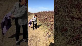 Interesting Harvest Method Chinese Red Dates  Dried Jujube Fruits Farm shorts satisfying [upl. by Oflunra]