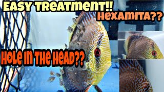 Treatment for hole in the head  Hexamita treatment for discus fish [upl. by Veljkov]