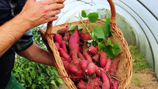 Garten im Oktober  ich ernte Pastinaken Schwarzwurzeln u Süßkartoffeln [upl. by Leahcir]