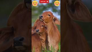 Hare Krishna  Gau Mata  🥰🥰 shorts love gaumata shortvideo [upl. by Nhguahs]