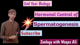 Hormonal control of spermatogenesis  2nd year biology  Reproduction chapter [upl. by Galang498]