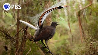 Male Lyrebird Manipulates Female Into Mating [upl. by Dalton444]