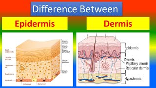 Difference between Epidermis and Dermis [upl. by Enelegna903]