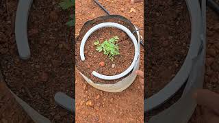 Installing NetBow irrigation dripper in grow bags youtubeshorts irrigation kerala mangalore [upl. by Edva]