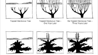 Tree Pruning Chapter 1 [upl. by Bohannon]