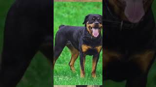 L’origine du Rottweiler chien dog rottweiler viral shorts trending animals video french [upl. by Leffert]