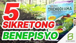 TRICHODERMA 5 Sikreto Sa Mabilis Na Paglago Ng Halaman  Mga Benepisyo  Biocontrol Agent [upl. by Stesha]