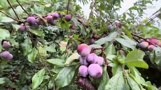 Purple Methley Plums in Larriland Farm [upl. by Garland]