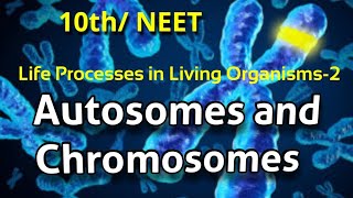 Autosomes and Sex Chromosomes  लिंगी आणि अलिंगी गुणसुत्रे  XYChromosomes genius science [upl. by Eniamret460]