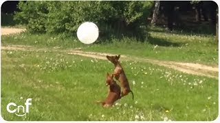 Dachshund Dog Balloon Fun [upl. by Ailahs]