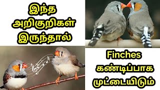 Finches breeding behavior in தமிழ்  how to identify finches are ready for breeding amp steps to do [upl. by Bobbye]