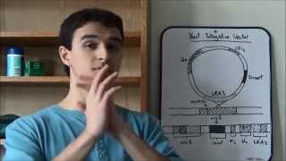 Benitos Explanations  Expressing Proteins In Fungi Mainly Yeast [upl. by Iddo797]