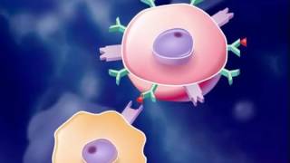 The Immune Response HD Animation [upl. by Hamirak]