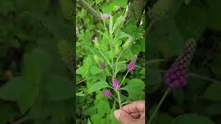 Les presento esta especie de Lantana elsalvador elsalvadorimpresionante biology [upl. by Aihtekal581]