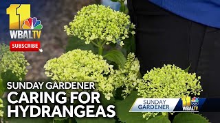 Caring for Hydrangeas in this weeks Sunday Gardener [upl. by Nylidam425]