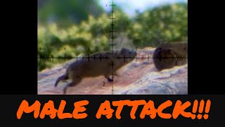 AIRGUN HUNTING SCOPE CAM FOOTAGE I MALE DASSIE ATTACK FOR DOMINANCE I shorts [upl. by Bary]